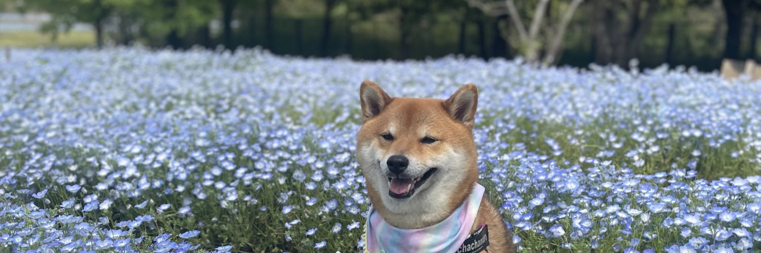 柴犬茶々麻呂之介's banner