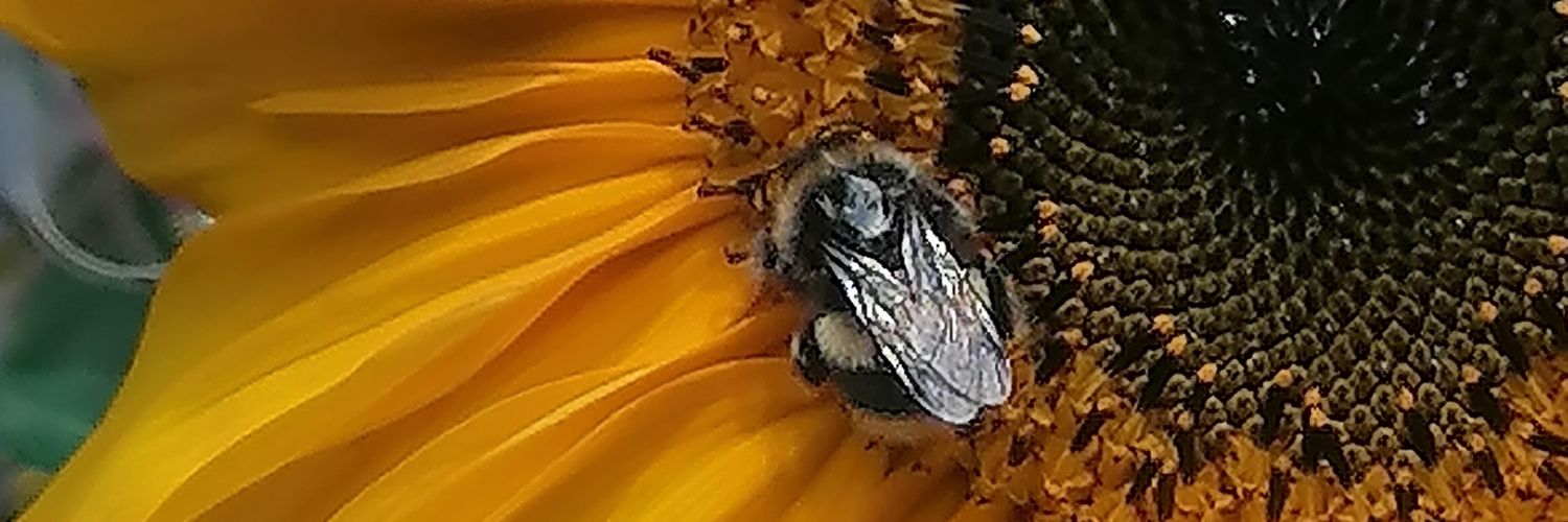 Suz266's profile banner image