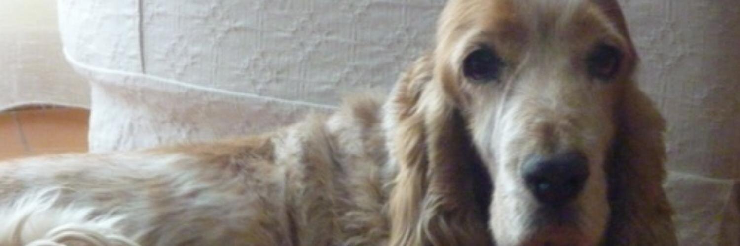 Vicente Blanco banner