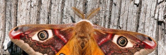 Lover_moths banner