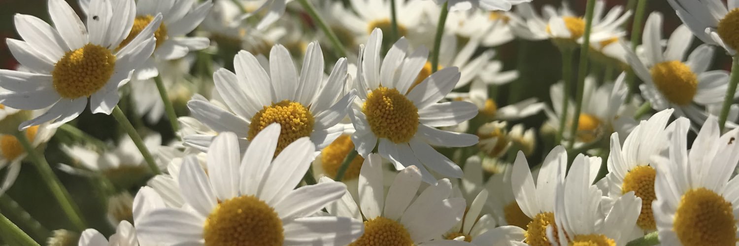 dolynay's profile banner image