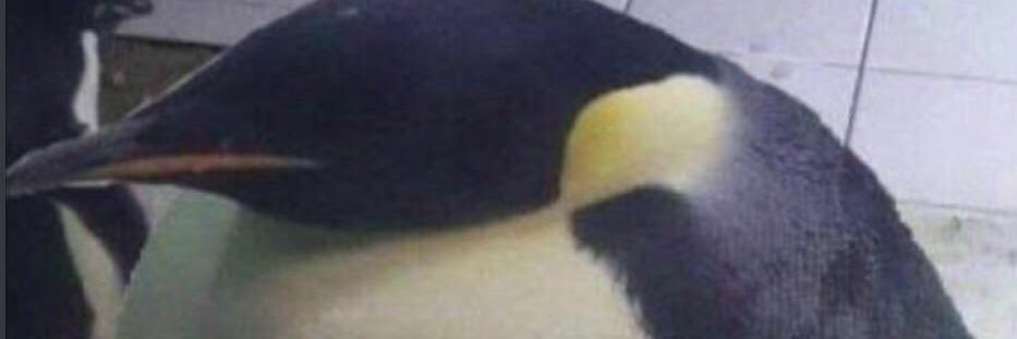 kitchenpenguin9's profile banner image