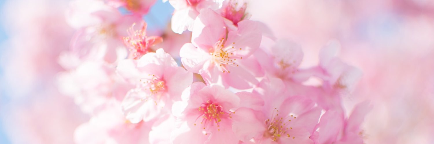 nonoca_choco's profile banner image
