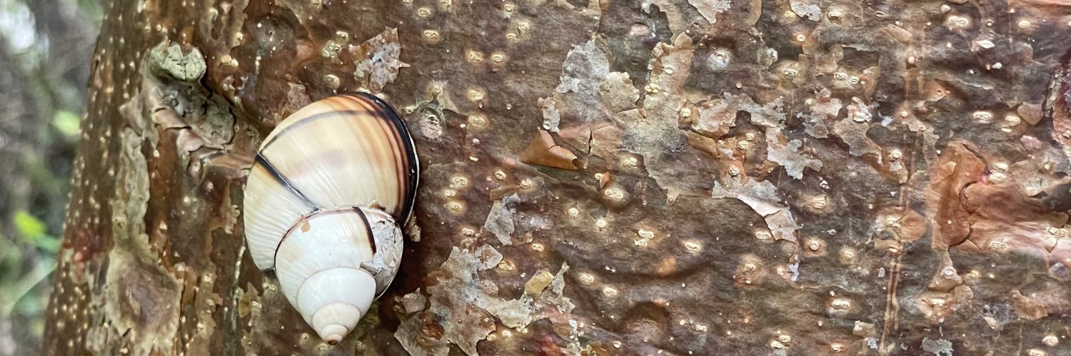 Ashley Hollander banner