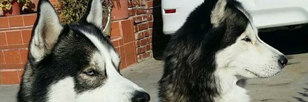 lobito6's profile banner image