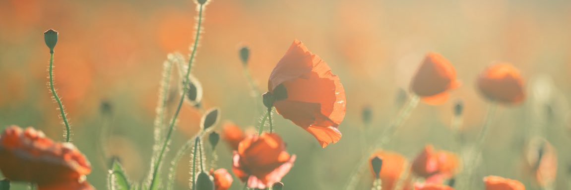 Riham 🌻 banner