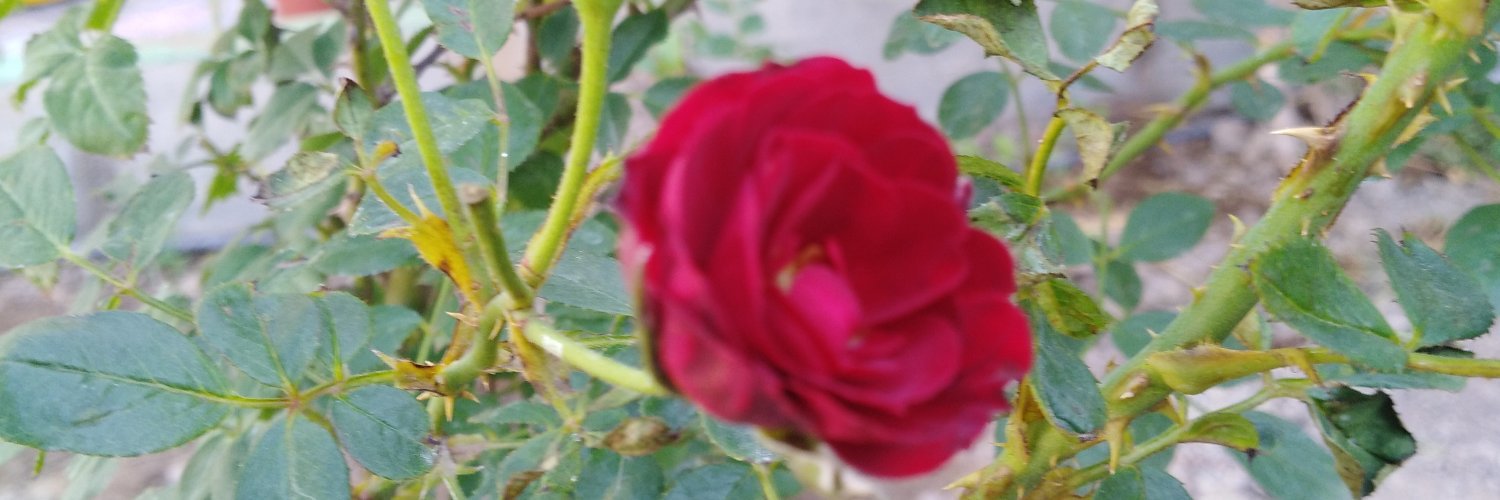 ali22sh's profile banner image