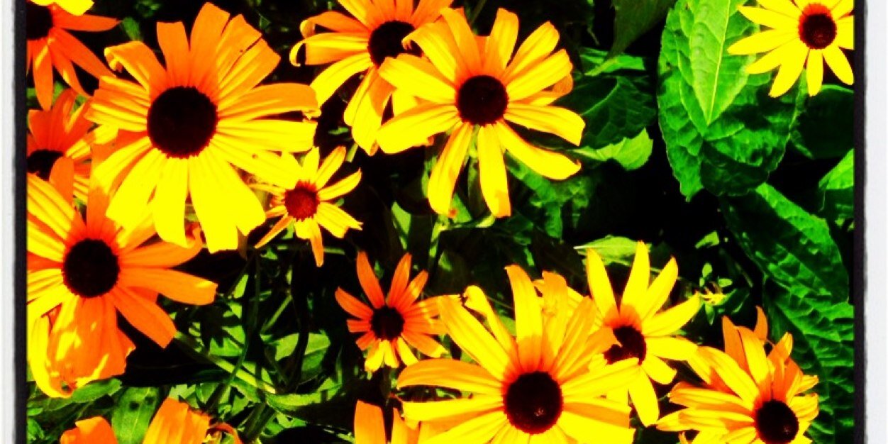 cananhosgor's profile banner image