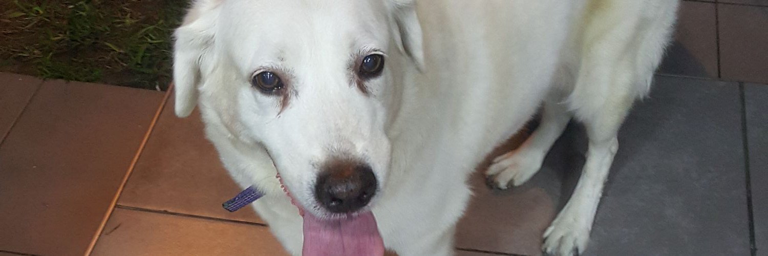 loregomezmel's profile banner image