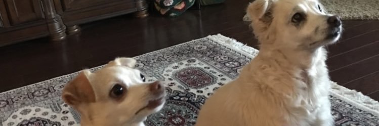 juanita gorman 3 banner