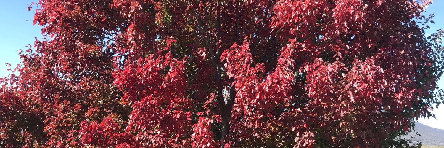 Heather Meyer 🇱🇧🇵🇸 banner