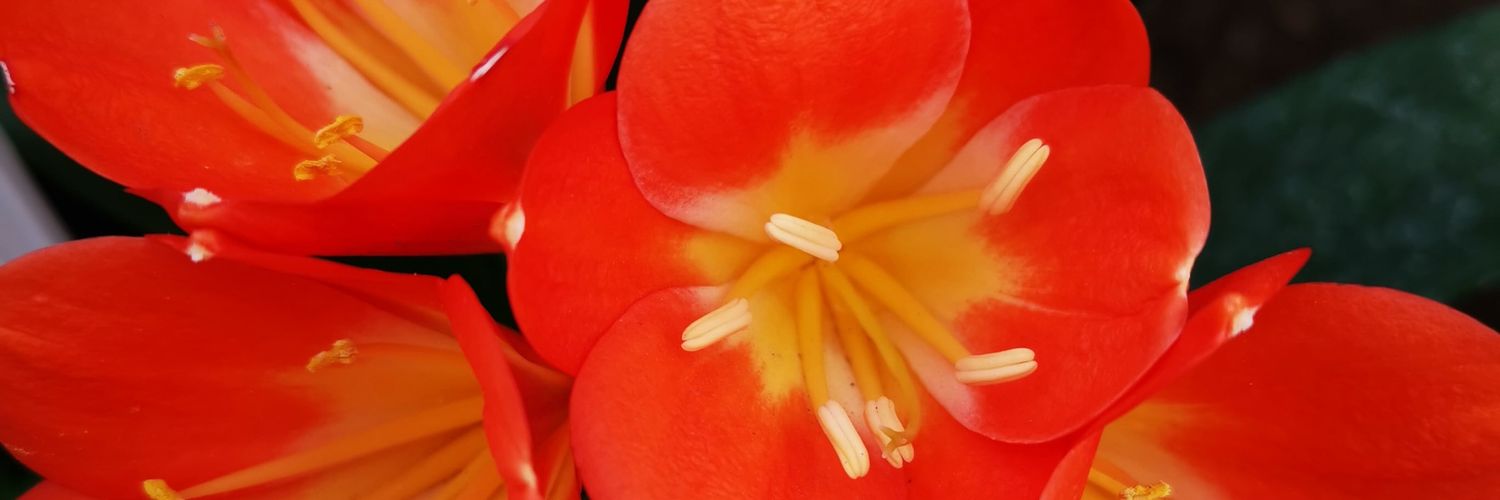 vjmaureen's profile banner image