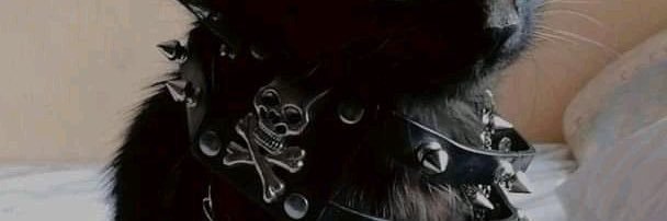 Dane banner
