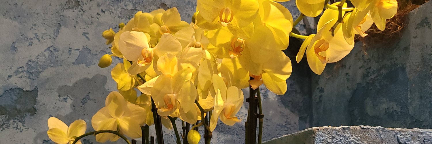 Randy aka Chub Viking banner