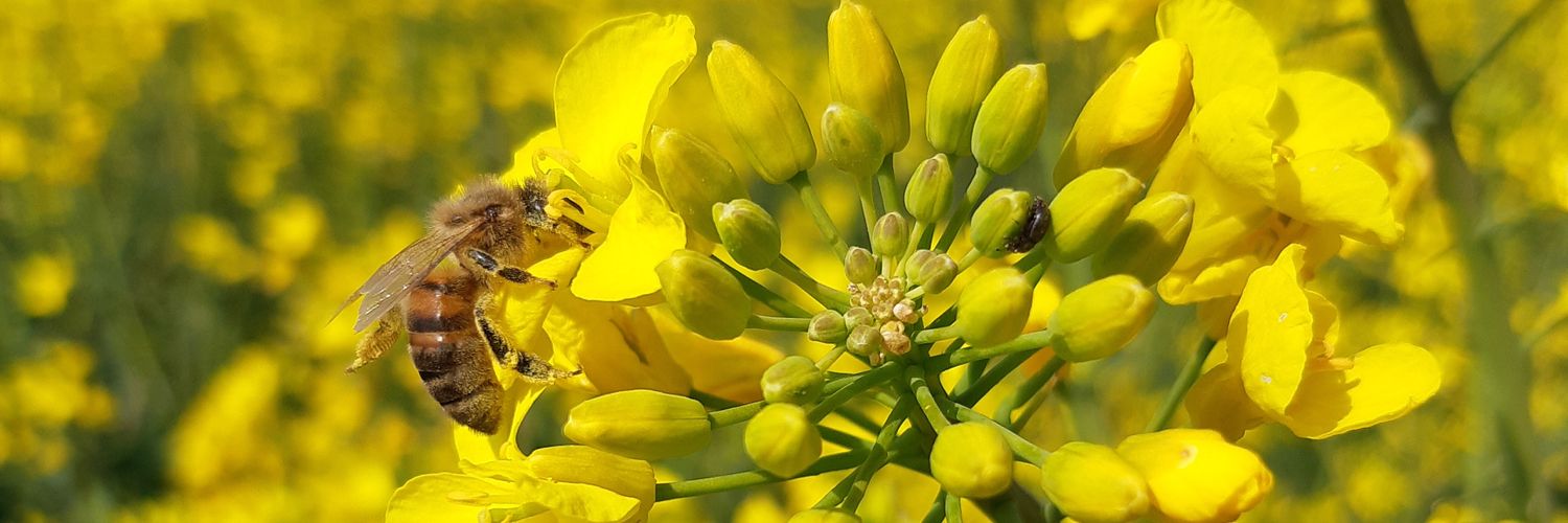 Loiseau Alizée banner