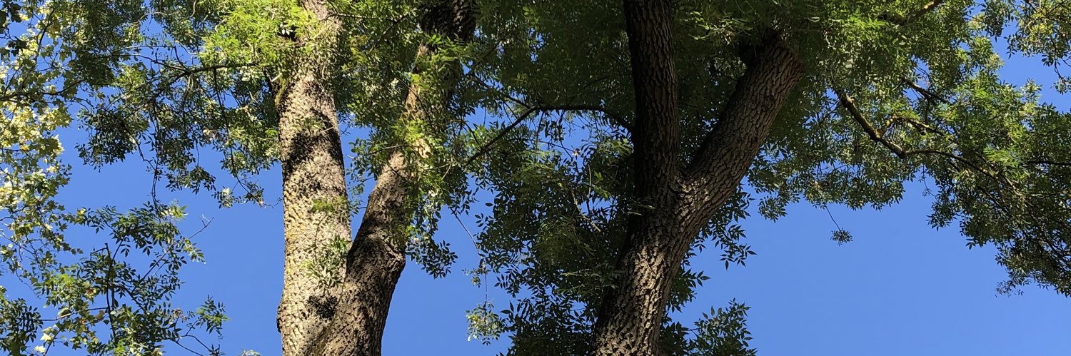 Anne Studer banner
