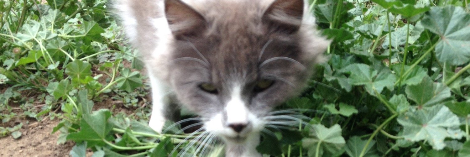 EmilLop's profile banner image