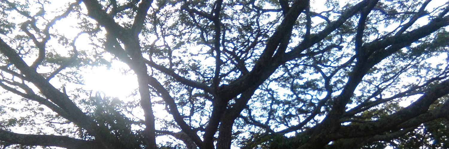 LaLenta_'s profile banner image