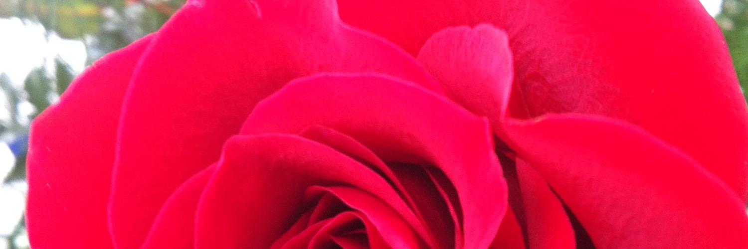 Twitter banner for @Appropriately