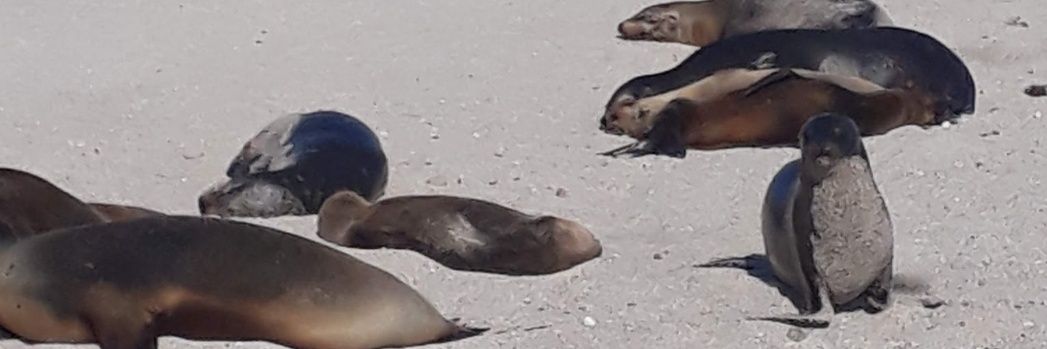 Cheo Morales🇪🇨 banner