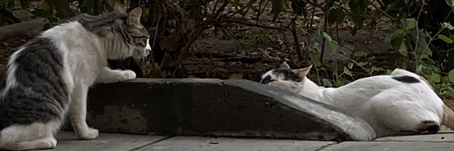 throughtheicee's profile banner image