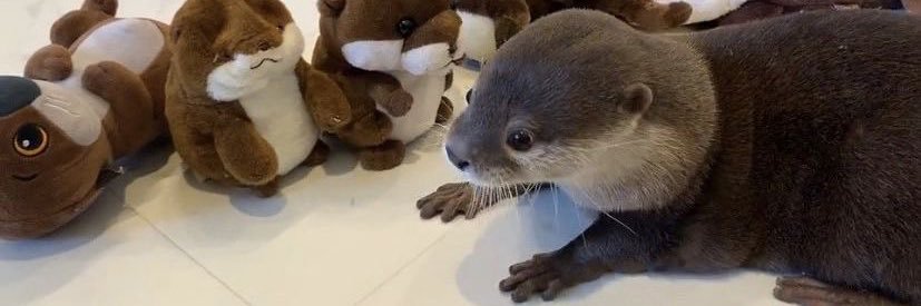 peyton ! ☆彡 banner