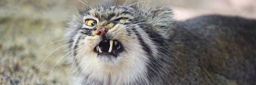 catboy9653 banner