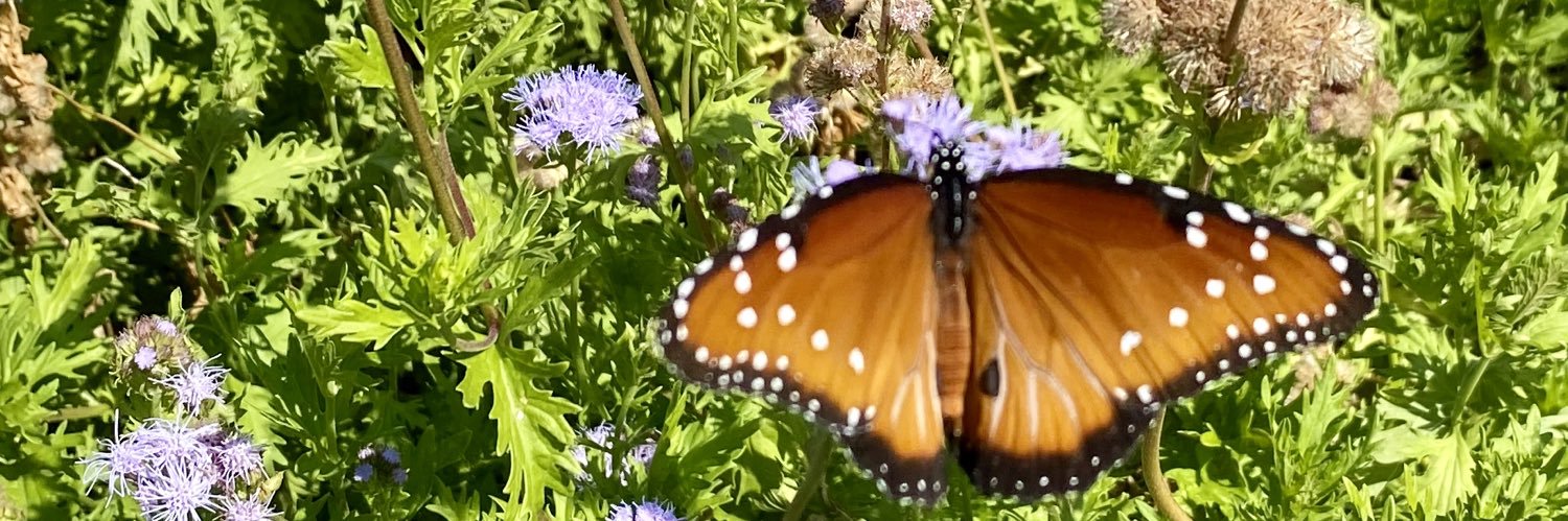 Debora Melo van Lent banner