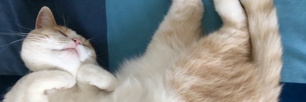 stephtomycin Profile Banner