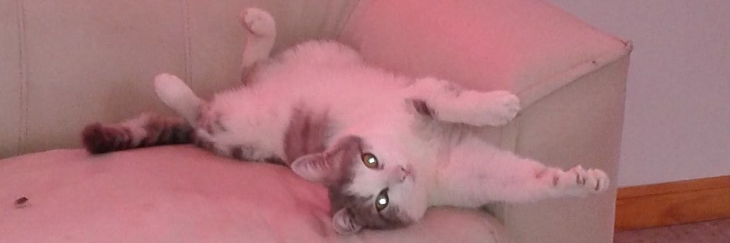 FlorCimadamore7's profile banner image