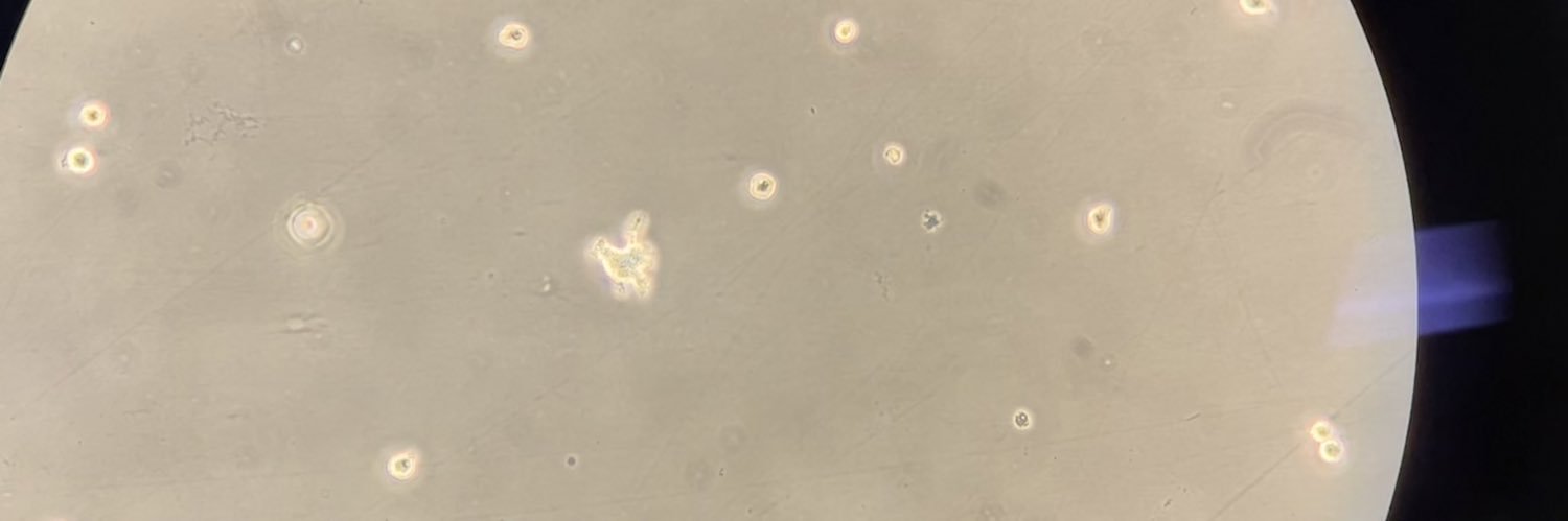 Sarah Garnish banner