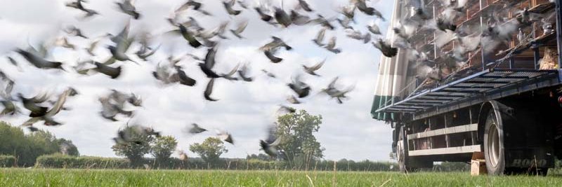 Royal Pigeon Racing Association (@official_rpra) / Posts / X