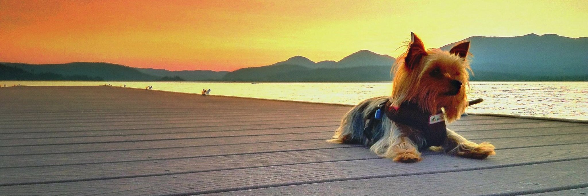 Tony Lewis ♏️ banner