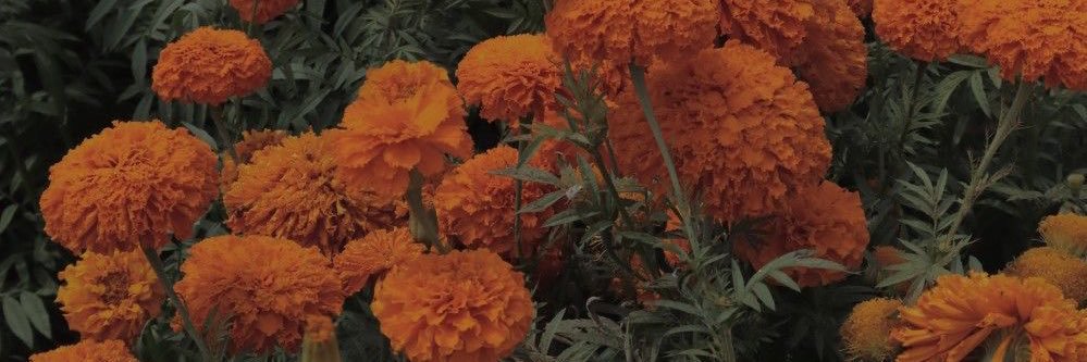 danycarrannza's profile banner image