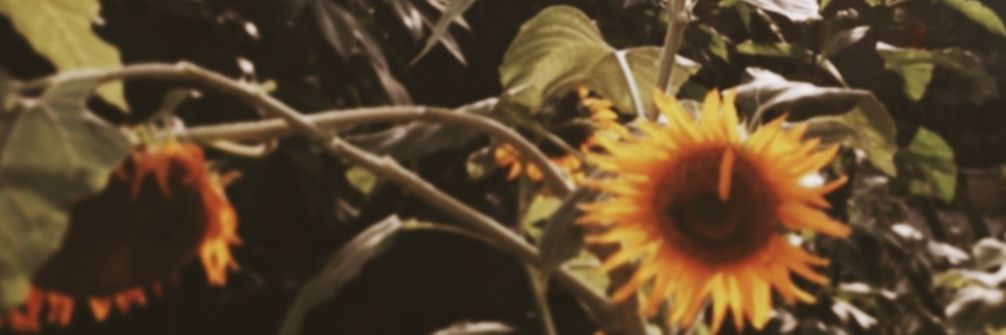 vinadp's profile banner image