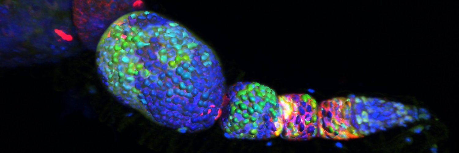 Nystul Lab banner
