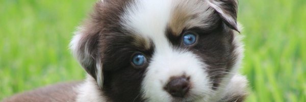 TkAussies Profile Banner