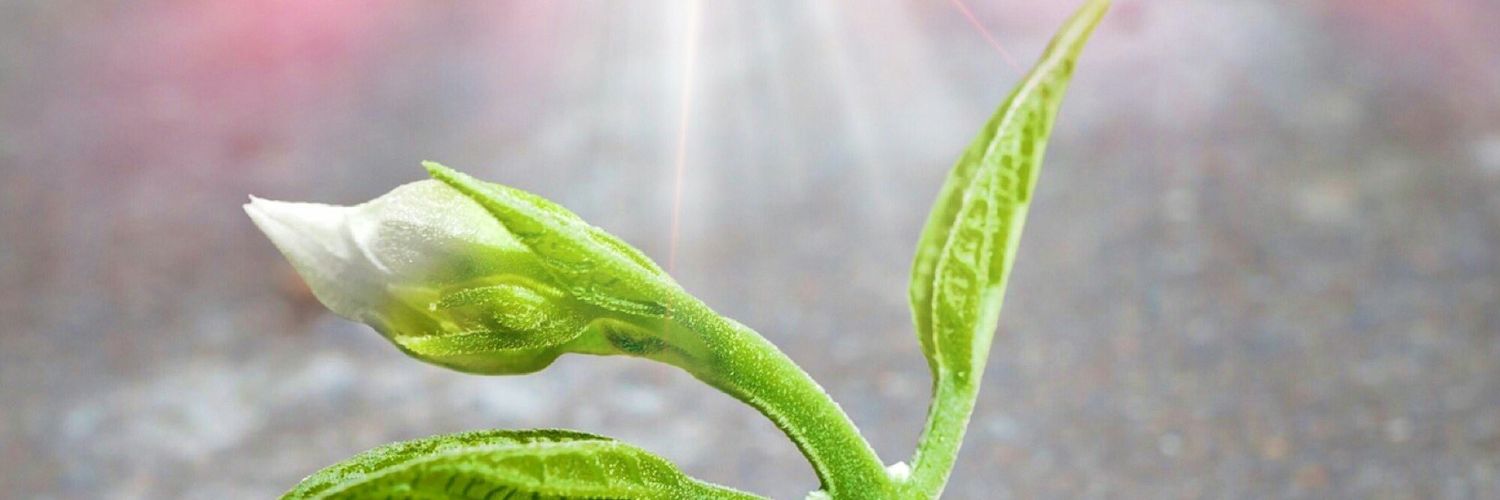 bobbynayan's profile banner image