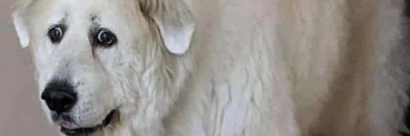 jakeahalla's profile banner image