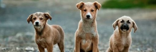 pawsperouspath's profile banner image