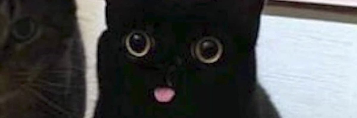 reisssplauche's profile banner image