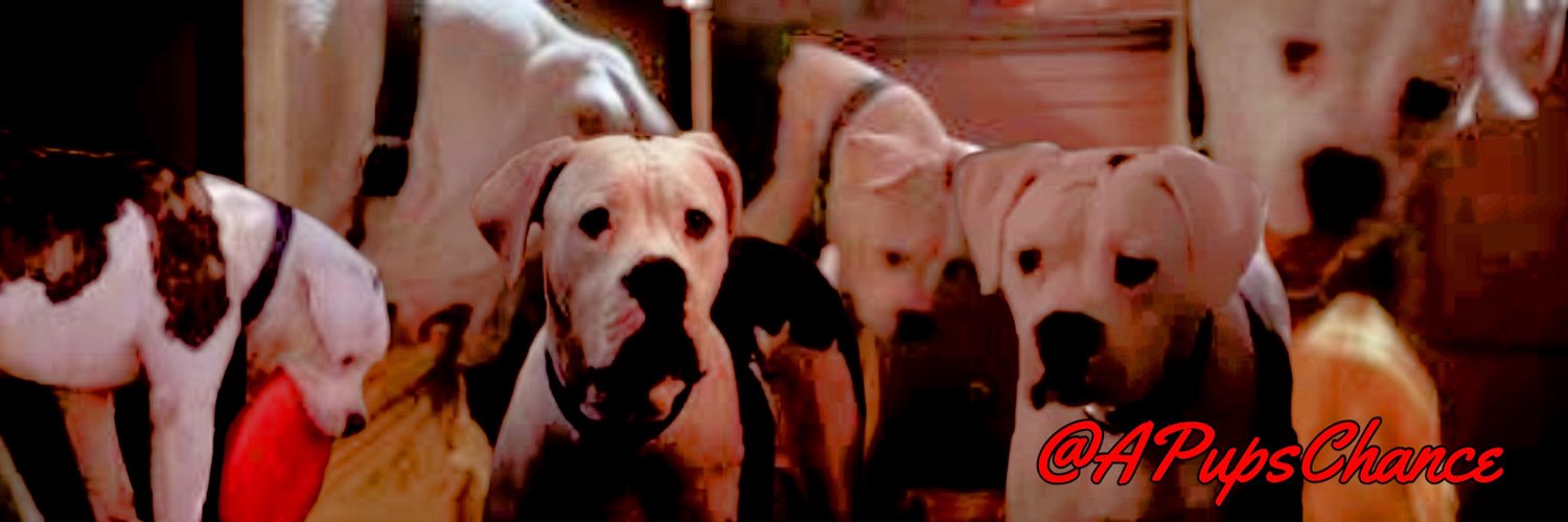 —— 𝐂𝐇𝐀𝐍𝐂𝐄 banner