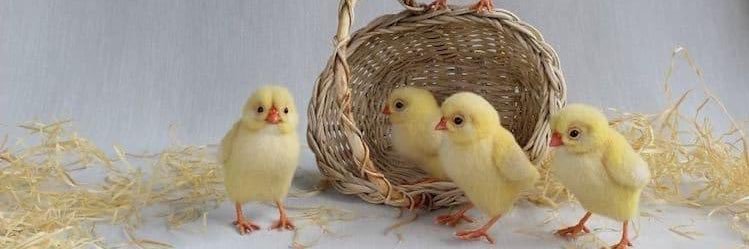Bloom🐥 🍉Not so active's banner