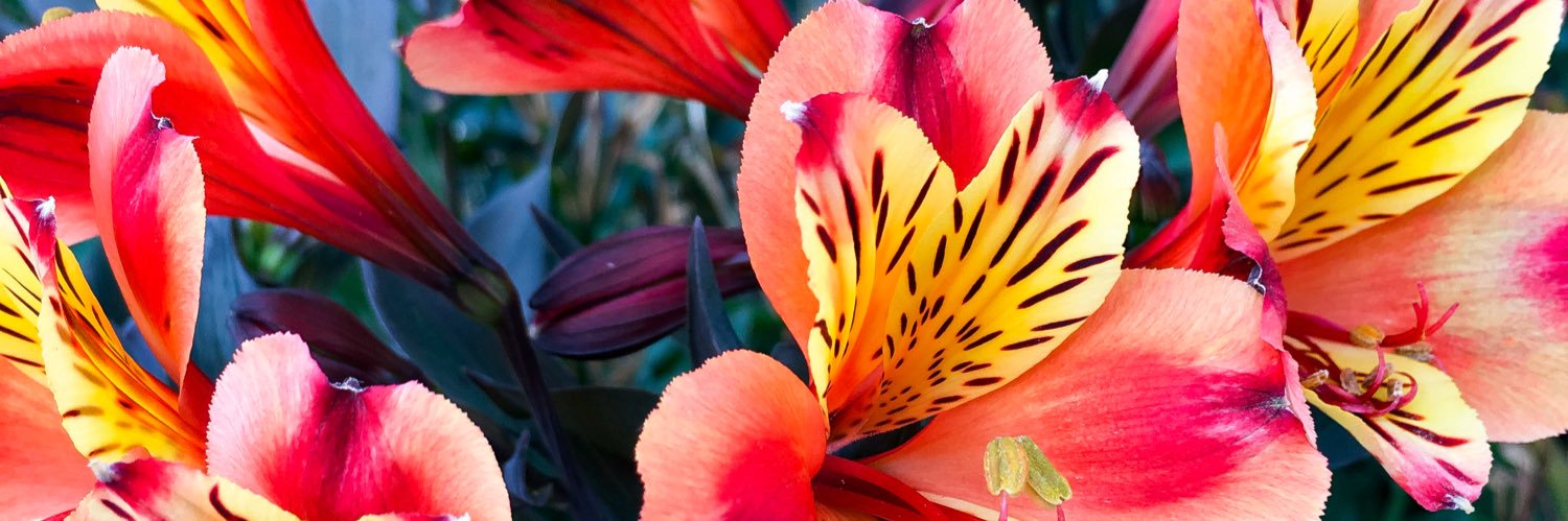 Through the Fibro Fog banner