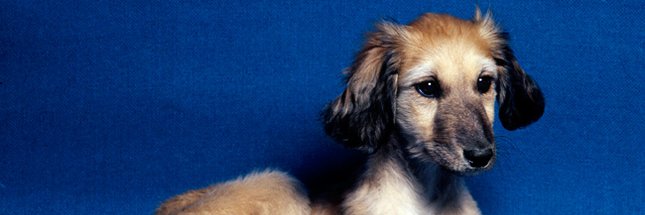 link (venture lover) 🐾🏳️‍⚧️'s banner