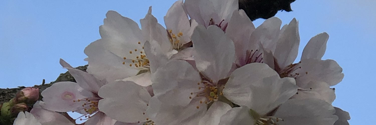 PIPIKaoru310's profile banner image