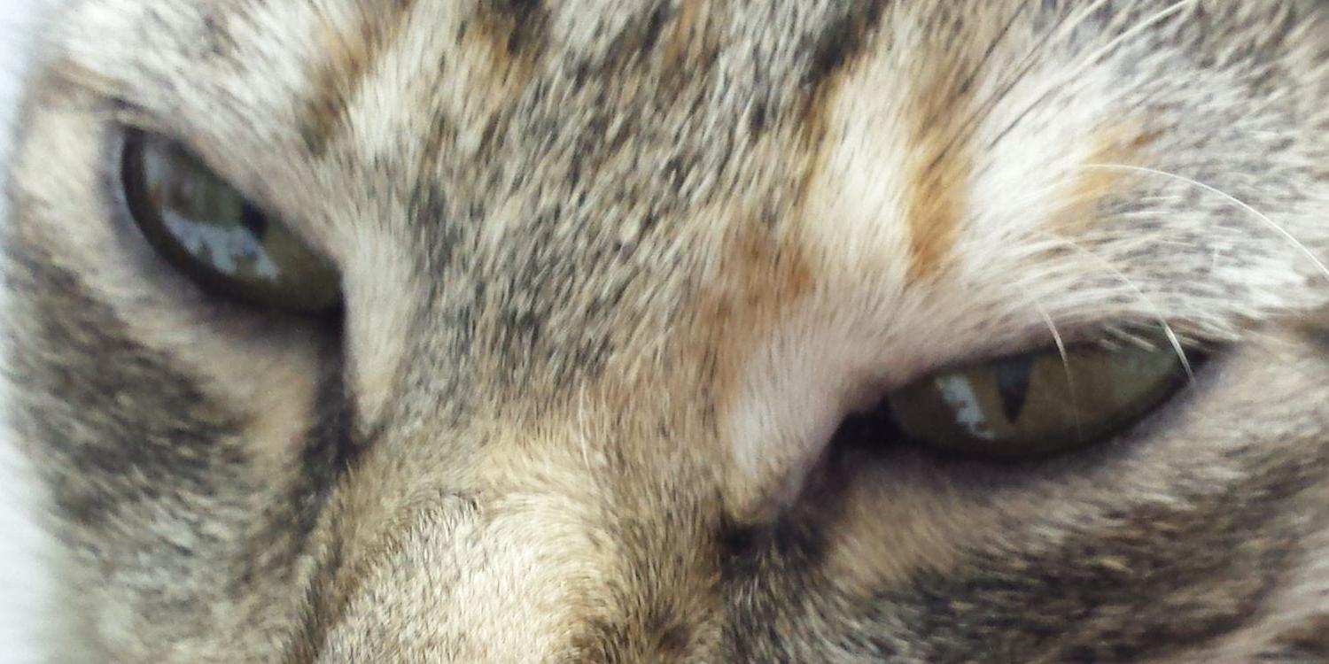 Tattu2006's profile banner image