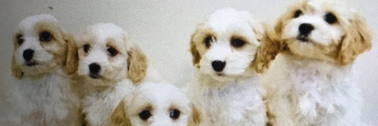 franspage's profile banner image
