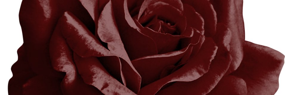 tee ✨ banner