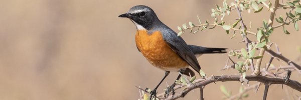 Luscinia61 Profile Banner